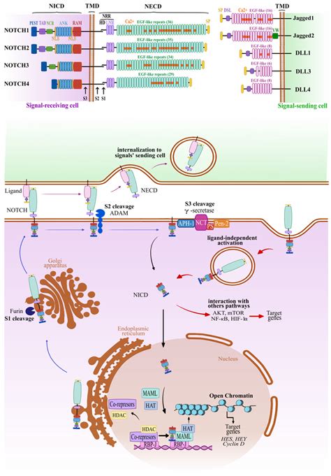 Canonical And Non Canonical Notch Signaling Pathway A Schematic Figure