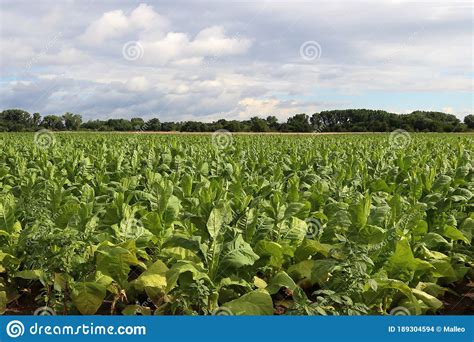 Plantas De Cigarro Verde Num Campo Na Alemanha Foto De Stock Imagem