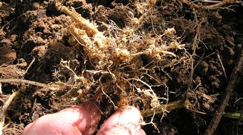 Nanoparticles Made From Plant Viruses Could Be Farmers New Ally In