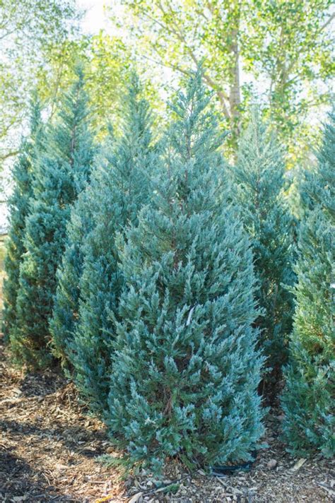 Juniper Moonglow For Sale In Boulder Colorado