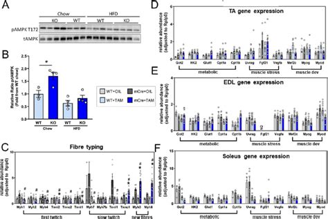 Analysis Of Kinase Activation And Skeletal Muscle Gene Expression