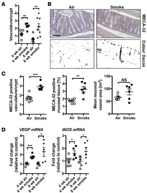 Chronic Cs Exposure Drives Vascularization And Vegf Expression Mice