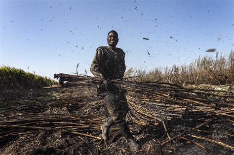 Land For Sugarcane Witness Image