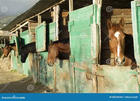 Old stable for horses stock photo. Image of western, barn - 88249266