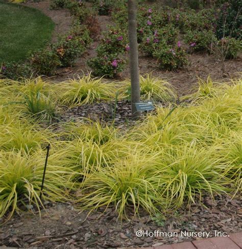 Carex Oshimensis Evercolor Everillo Pp21002