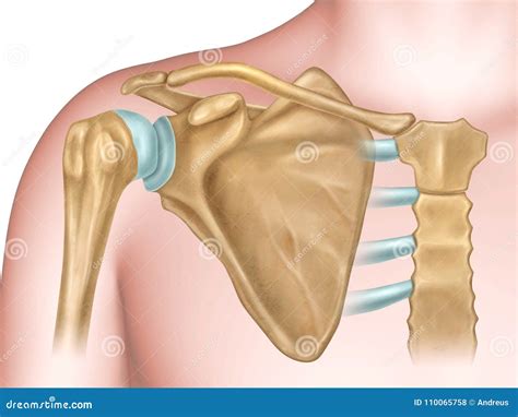 Shoulder Bones Anatomy Stock Illustration Illustration Of Healthcare 110065758