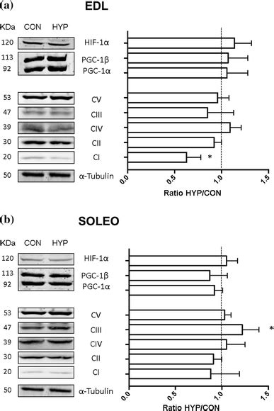 Relative Protein Abundance In The Edl A And Soleus B Skeletal