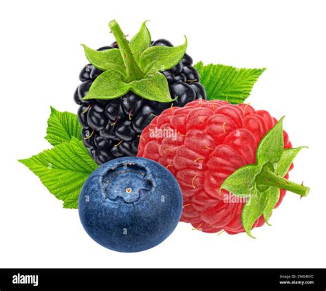 An Illustration Of A Blackberry Raspberry And A Blueberry On A White