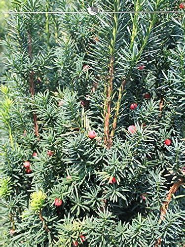 Fruchtende Bechereibe Taxus media Hicksii 60 80 cm 18 grüne