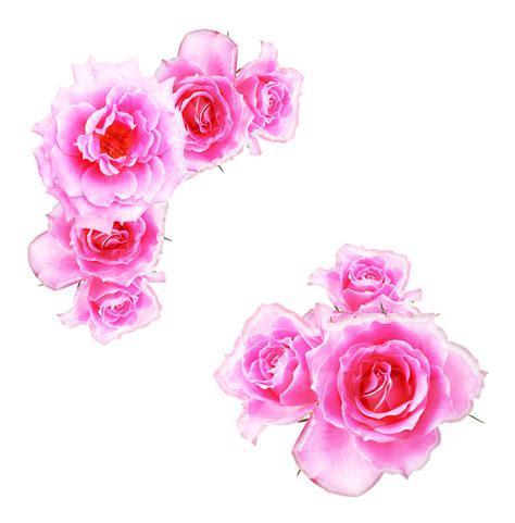 Bright Pink Roses Png By Melissa Tm On Deviantart