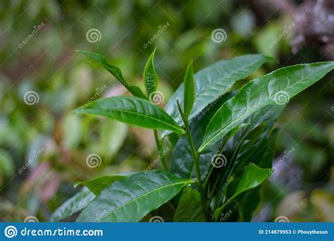 Green Tea Leaves In Gardentea Plantations Asia Green Tea Stock Image