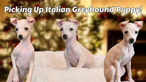 Picking Up Our New Italian Greyhound Puppy Youtube