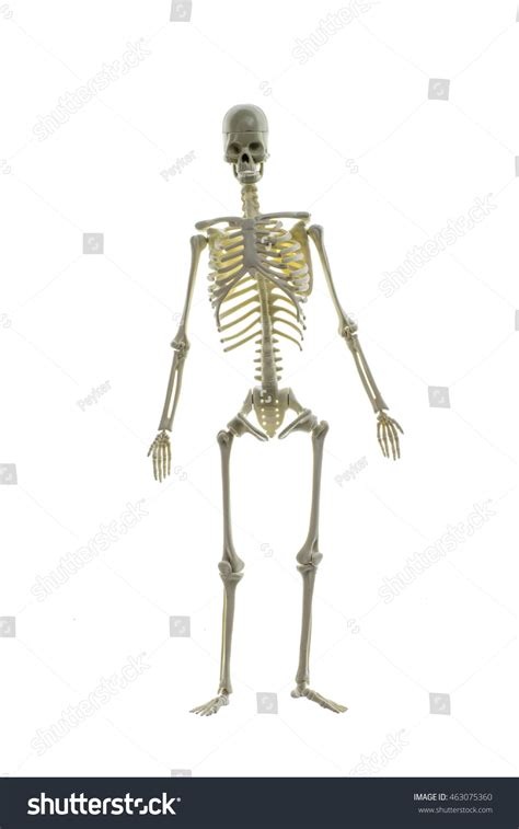 Human Skeleton Stock Photo 463075360 Shutterstock