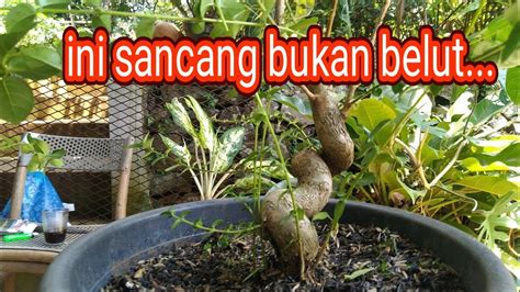 Liukan Bonsai Sancang Bikin Ngiler Youtube