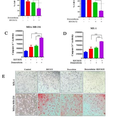 STAT3 Inhibitor HJC0152 And Doxorubicin Act Synergistically In Breast