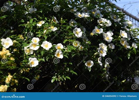 Flores Cherokee Rose Rosa Laevigata Foto De Archivo Imagen De