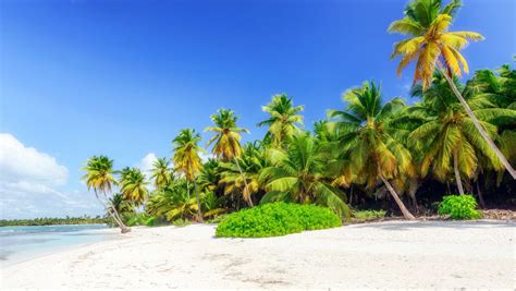 Playa Flamenco En Isla Saona El Paraíso Que No Te Puedes Perder