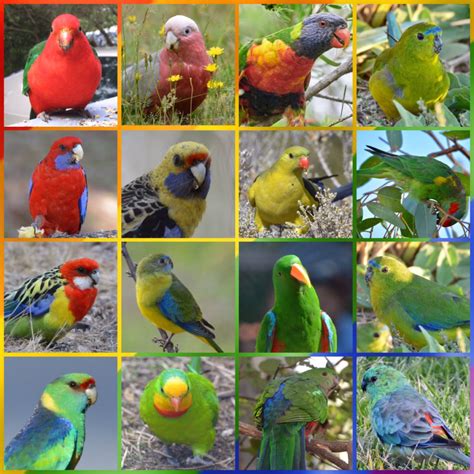 Conure - Sun conure,Green cheek conure | conure types and lifespan