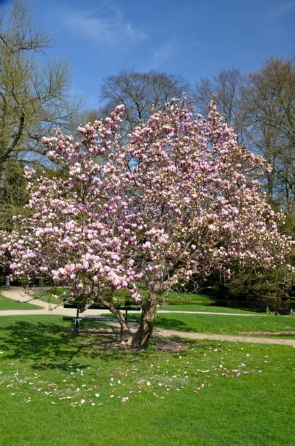 Magnolia George Henry Kern Magnolia E CLEMATIS