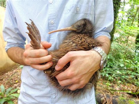 All The Facts About Kiwi New Zealands National Bird 1964 Mountain