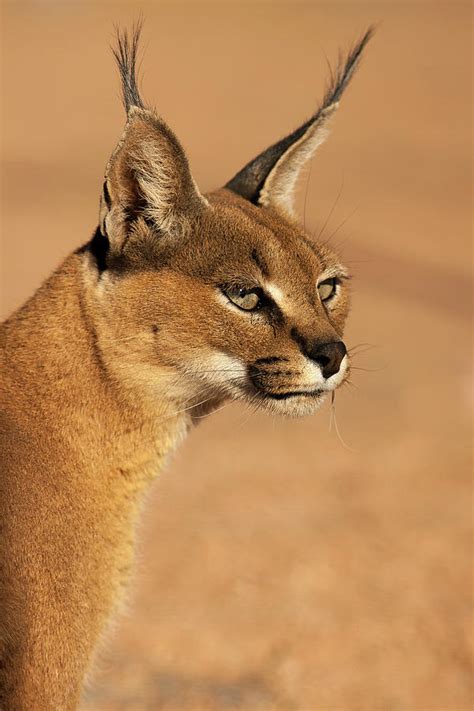 Portrait Of A Desert Lynx by Bas Meelker Photography