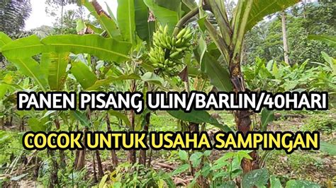 Panen Pisang Ulin Barlin 40Hari Panen Cepat Untung Lumayan YouTube