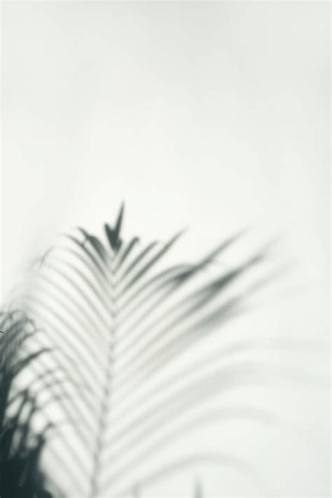 Download free image of Shadow of palm leaves on off white background by ...