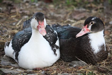 Muscovy Ducks Breed Information Omlet