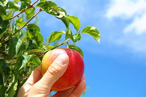 Apple Tree Harvesting Leaf Fruit Photo Background And Picture For Free ...