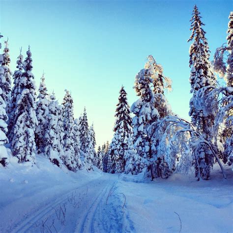 Images Gratuites arbre la nature forêt sentier Montagne neige