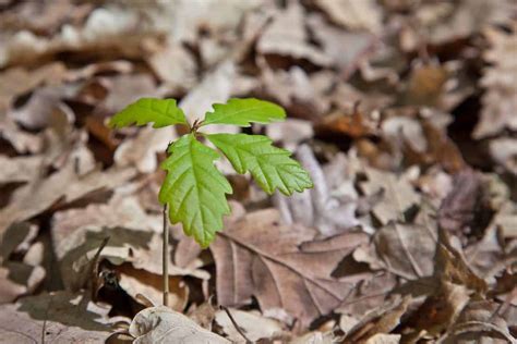 Oak Tree Sapling How To Grow Plus Where To Buy Tree Journey