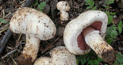 Agaricus Bisporus Fungo Champignon