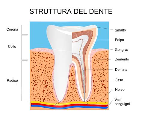 EDENTULIA DENTARIA Coggle Diagram