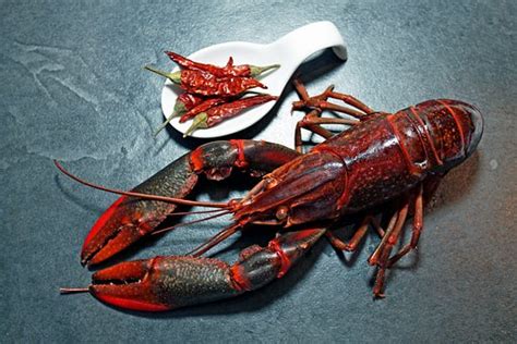 2+ Free Common Yabby & Crawfish Images - Pixabay