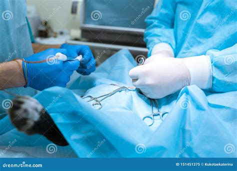 Dog Sterilization Surgery Surgeons At Work On Clinic Stock Image