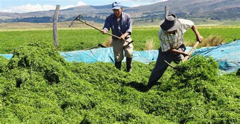 Ayacucho Preparan Toneladas De Ensilado De Alfalfa En Puyusca