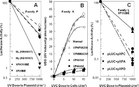 Dna Repair Studies And Xp Complementation Group Assignment A The