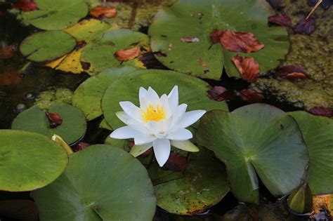 Water Lily Garden Pond Free Photo On Pixabay Pixabay