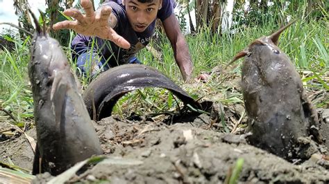 Amazing Catfish Fishing In Muddy Water In Village Crazy Fisherman