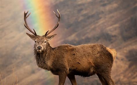 The Scottish Deer Go To