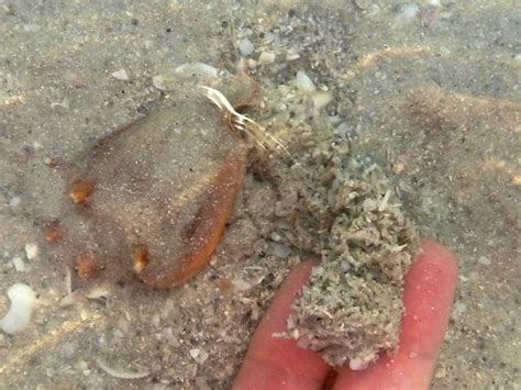 Florida Fighting Conch Strombus Alatus I Love Shelling