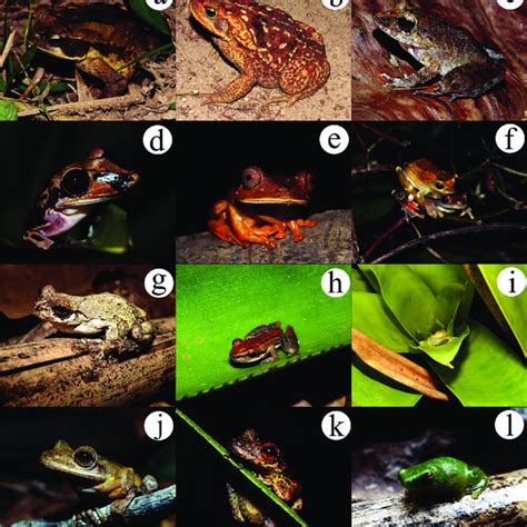 Some Of The Anuran Species We Recorded In The Vale Natural Reserve