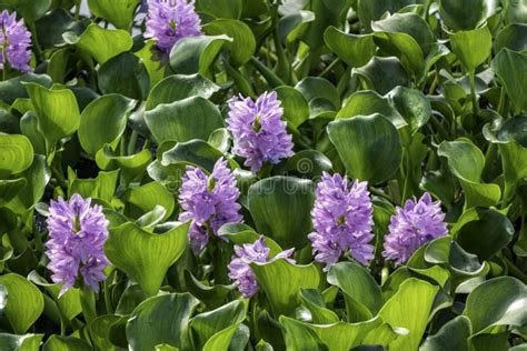 Eichhornia Crassipes Or Common Water Hyacinth Flower Blossomed On The