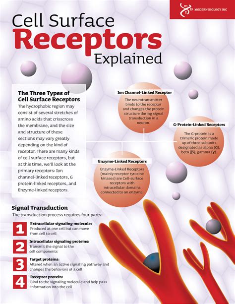 Cell Surface Receptors Explained Modern Biology Inc