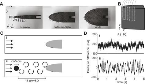 Figure 1 From Head Width Influences Flow Sensing By The Lateral Line