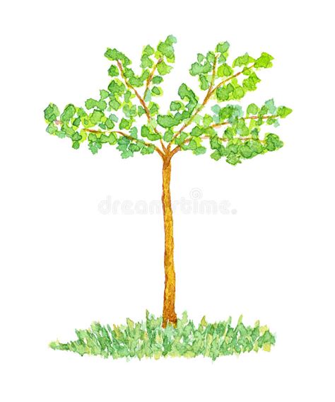 Albero Di Olmo Dell Acquerello Disegnato A Mano E Dipinto