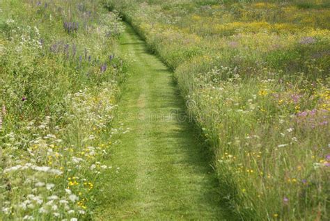 Mown Path Through Wild Flower Meadow Stock Image Image Of Growth