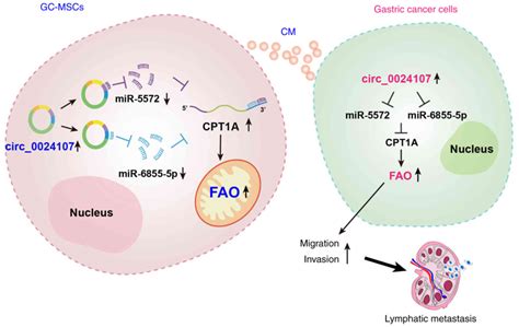 GCMSCderived Circ 0024107 Promotes Gastric Cancer Cell Lymphatic