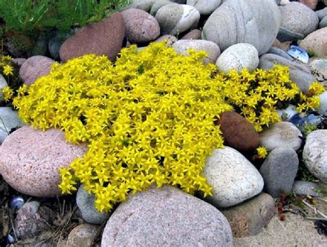 Goldmoss Stonecrop Goldmoss Sedum Or Golden Carpet Stonecropflower