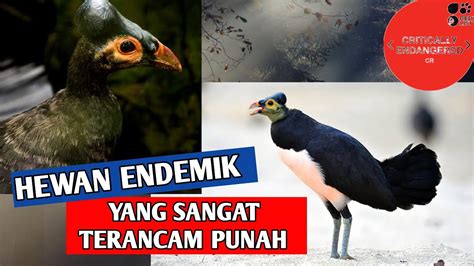 BURUNG MALEO Hewan Endemik Sulawesi Yang Saat Ini Sangat Terancam